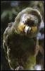 [Suriname14-parrot-koele02]