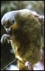 [Suriname15-parrot-koele03]