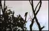 [Suriname16-parrot01]