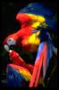 [parrot00-ScarletMacaw]