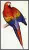 [parrot4-ScarletMacaw-Painting]