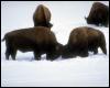 [BISONS-ONSNOW-CONFRONTING]