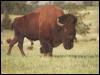 [Bison 17-Bull-Walking on grass]