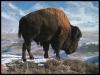 [Bison OnSnowHill]
