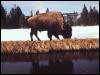 [ady50006-AmericanBison-Foraging on water bank-snow field]