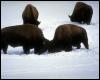 [ady50070-AmericanBison-Herd-Fighting on snow]
