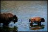 [ady50075-AmericanBison-Mom n young-Crossing river]