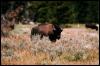 [ady50076-AmericanBison-Standing in bloomed bush]