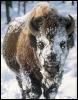 [bison2-snow]