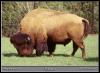[bison MontgomeryZoo]