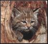 [BobcatYoung09 Face in log hole]