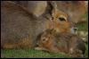 [Rabbits-mom and young]