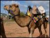 [camel rides 2]