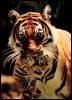 [Tiger&Cub01]
