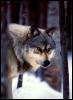 [Wolf01]