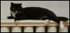 [BlackDomesticCat-Resting-mags1]