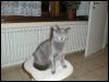 [Chartreux-GrayHouseCat-Nicky-PIC00002]