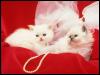 [Cute & lovable kittens1]