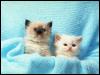 [Cute & lovable kittens]