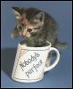 [HouseCat Kitten-With mug cup]