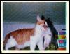 [KoreanPet-BrownHouseCats 1-Mom moves kitten-In mouth]