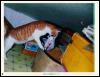 [KoreanPet-BrownHouseCats 2-Mom moves kitten-In mouth]