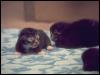 [Photo119-DomesticCat-Kittens]