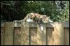 [cat-on-fence]
