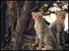 [CheetahCubs17-3Cubs in forest]