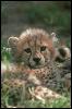 [SDZ 0373-Cheetah-Cub]