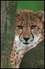 [SDZ 0378-Cheetah-Watching]