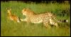 [afwld027-Cheetah-Hunting-YoungAntelope]