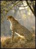 [cheetah11-Sitting under tree]