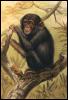 [Anmwi108 Chimpanzee Painting]
