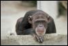 [Chimpanzee 049035b-FaceCloseup]