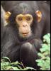 [chimpanzee02]