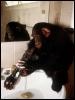 [chimpanzee washing]