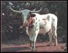 [LonghornSteer 01-Cow-Brown spotted white]