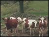 [Vermont g02c0085-Cows]