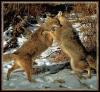 [COYOTE 04-2ADULTS-BITING-FIGHTING]