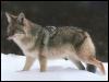 [Coyote 113-Standing on snow-Closeup]