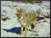 [coyote 03-Standing on snow field]