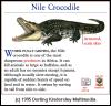 [DKMMNature-Reptile-NileCrocodile]