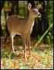 [Deer01-White-tailedDeer-On leaves]