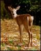 [Deer02-White-tailedDeer-BackView]