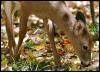[Deer03-White-tailedDeer-Fawn eating leaves]
