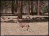 [Mule Deer in Yosemite]