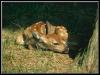 [WhitetailDeer Young-Resting]