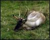 [animalwild015-Deer-Sleeping on grass]