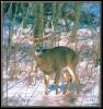 [whitetail deer 09]